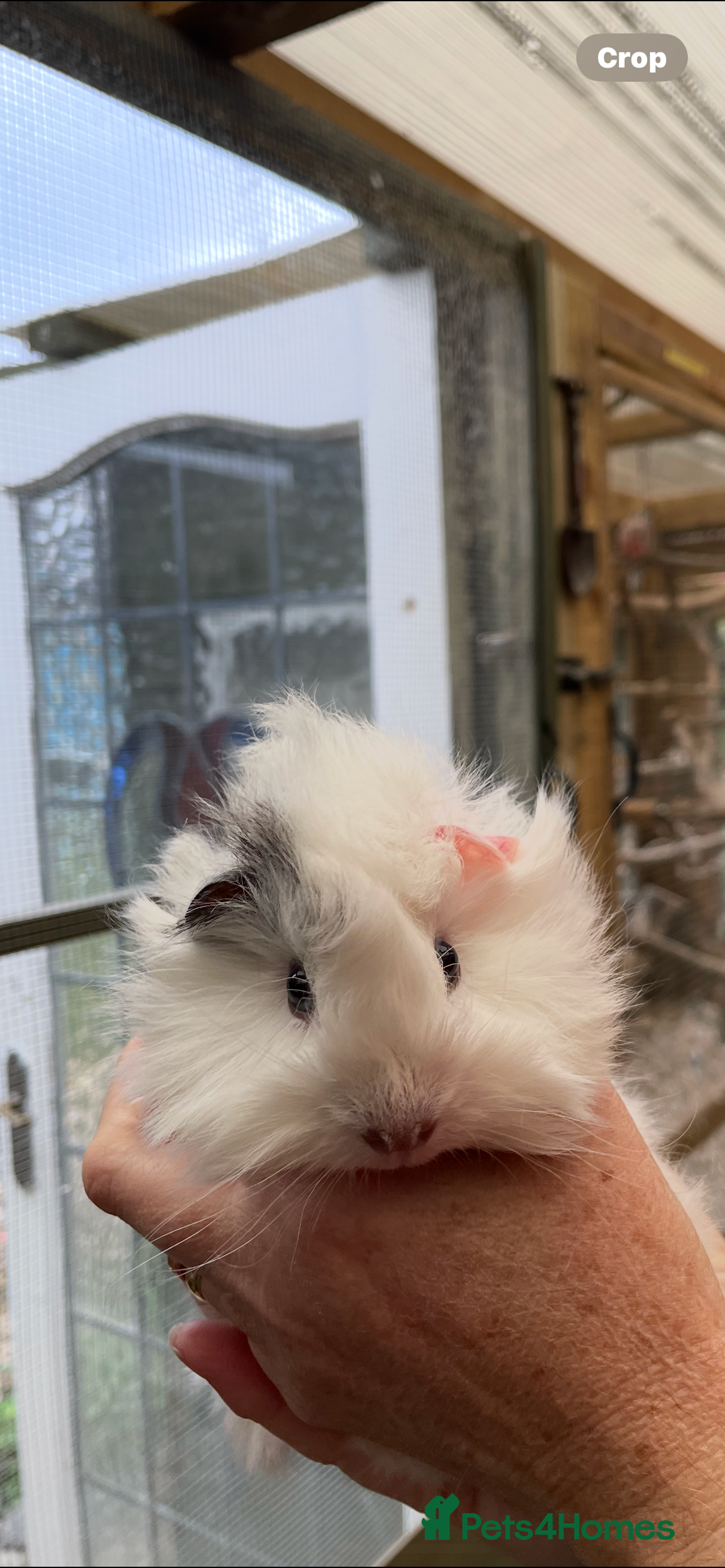 Guinea Pig rodents for sale: Stunning baby guinea pig  - Image 9