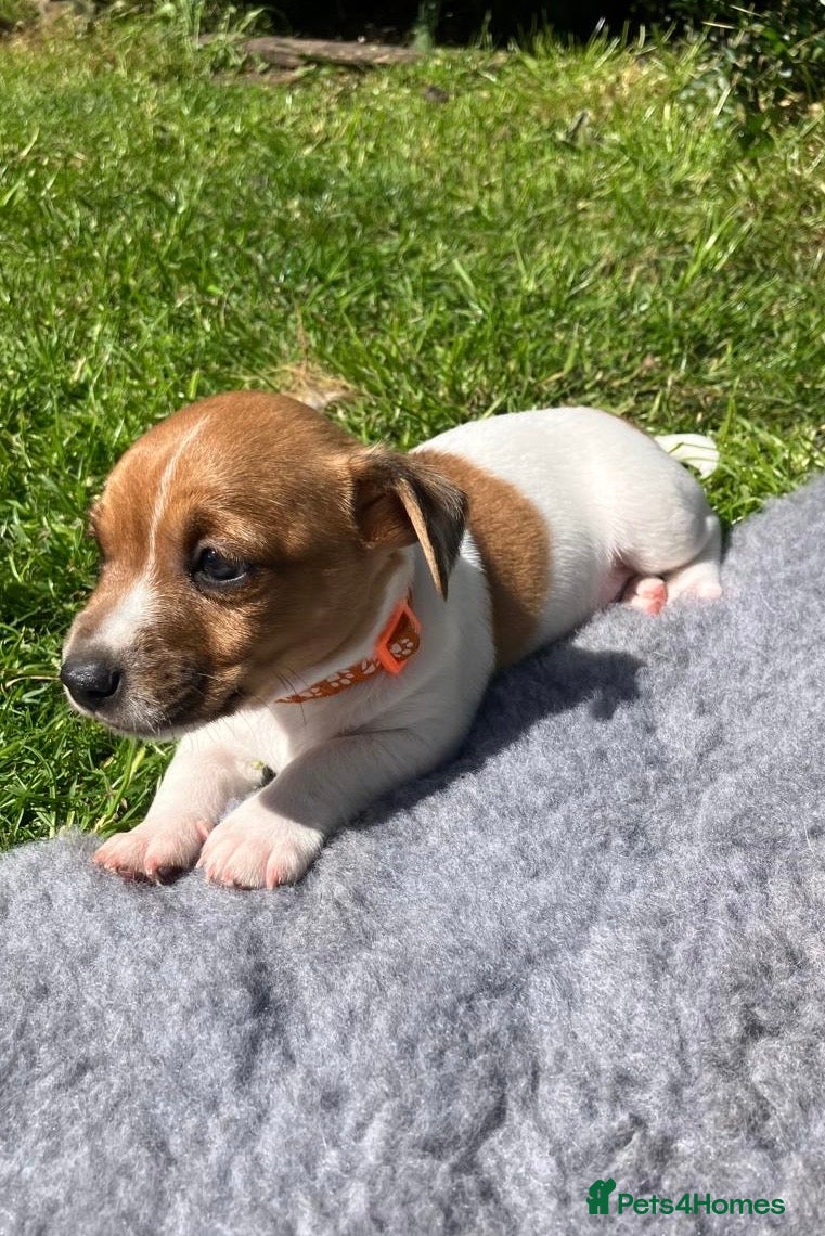 Jack Russell dogs **Ready to leave** Jack Russell Puppies  - Advert 1