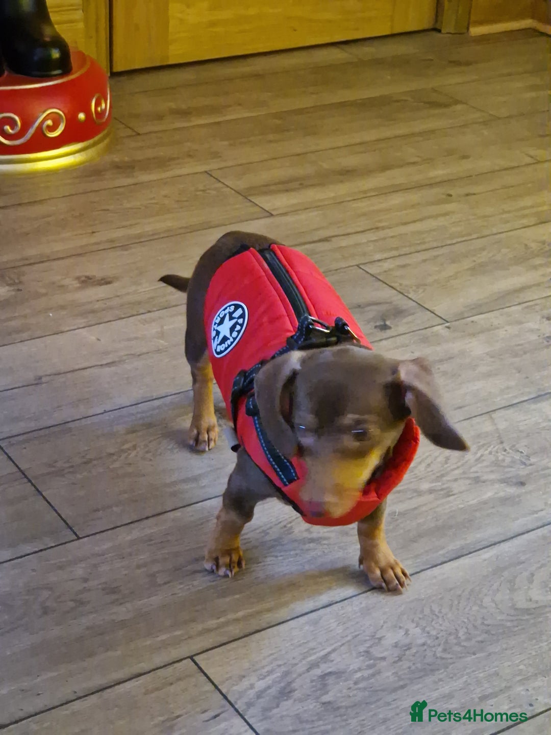 Dachshund dogs for sale: 6 month old dachshund puppy  - Advert 3