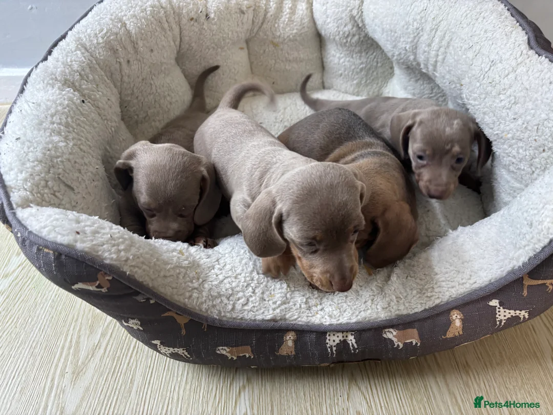 Dachshund dogs for sale: 4 beautiful Isabella and tan puppy’s  - Advert 18