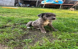 Mixed Breed dogs for sale: Lurcher x lab pups READY NOW!! - Image 5