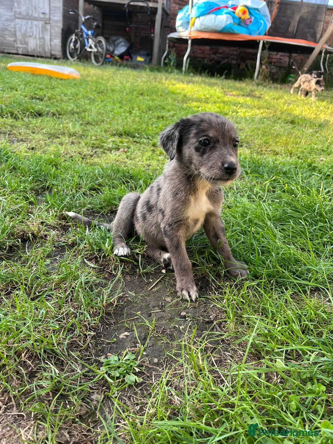 Mixed Breed dogs for sale: Lurcher x lab pups READY NOW!! - Image 5