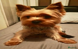 Yorkshire Terrier dogs for stud: Teddy ready for stud - Image 2