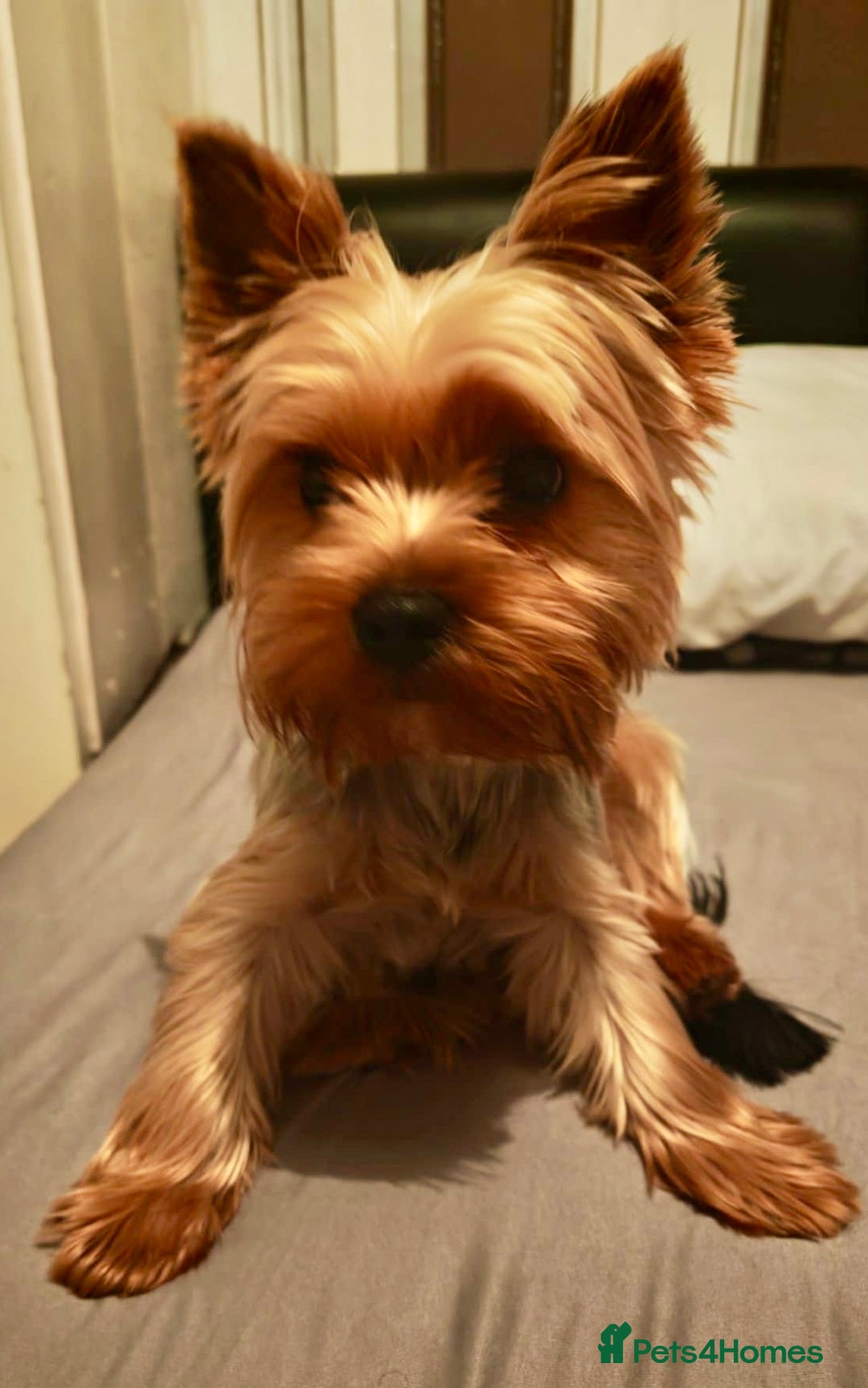 Yorkshire Terrier dogs for stud: Teddy ready for stud - Image 2
