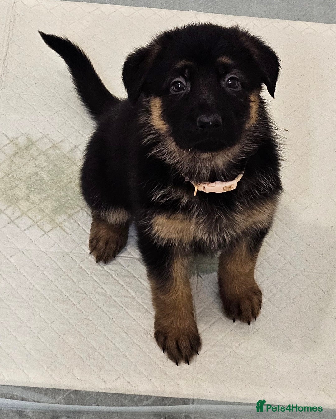 German Shepherd dogs for sale: German shepherd puppies  - Image 14