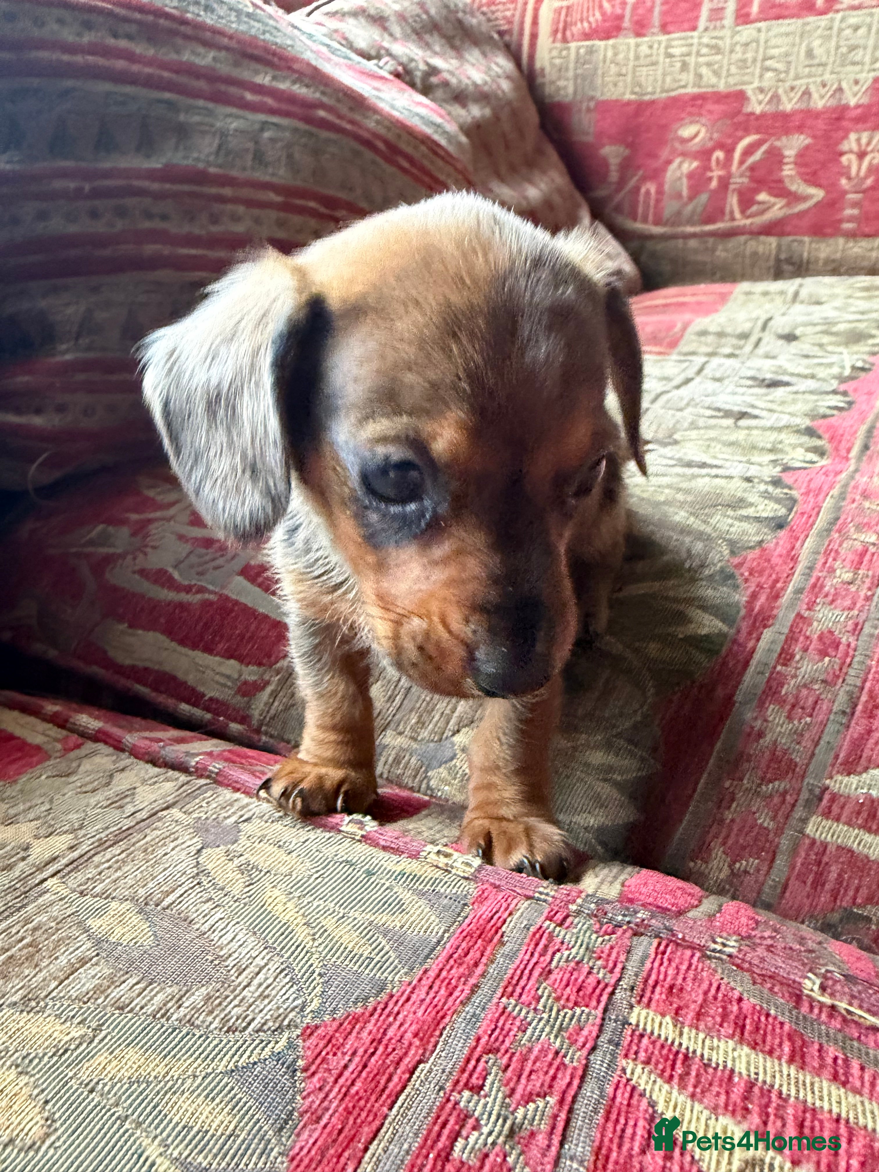 Miniature Dachshund dogs Gorgeous miniature dachshund boy - Advert 5