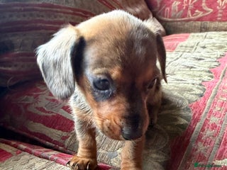 Miniature Dachshund dogs Gorgeous miniature dachshund boy - Advert 1