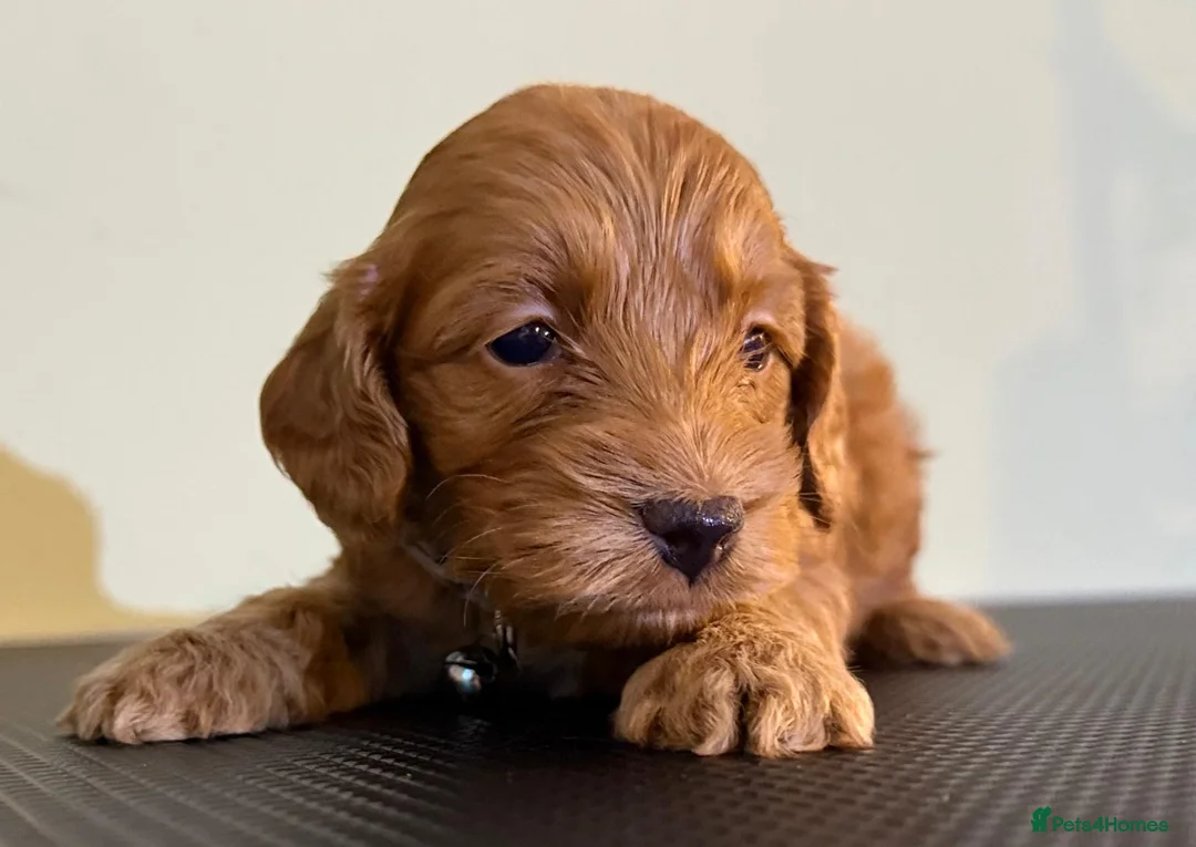 Cockapoo dogs for sale: Atlas’s Heart-Stealing Cockapoo Pups💕 - Advert 14
