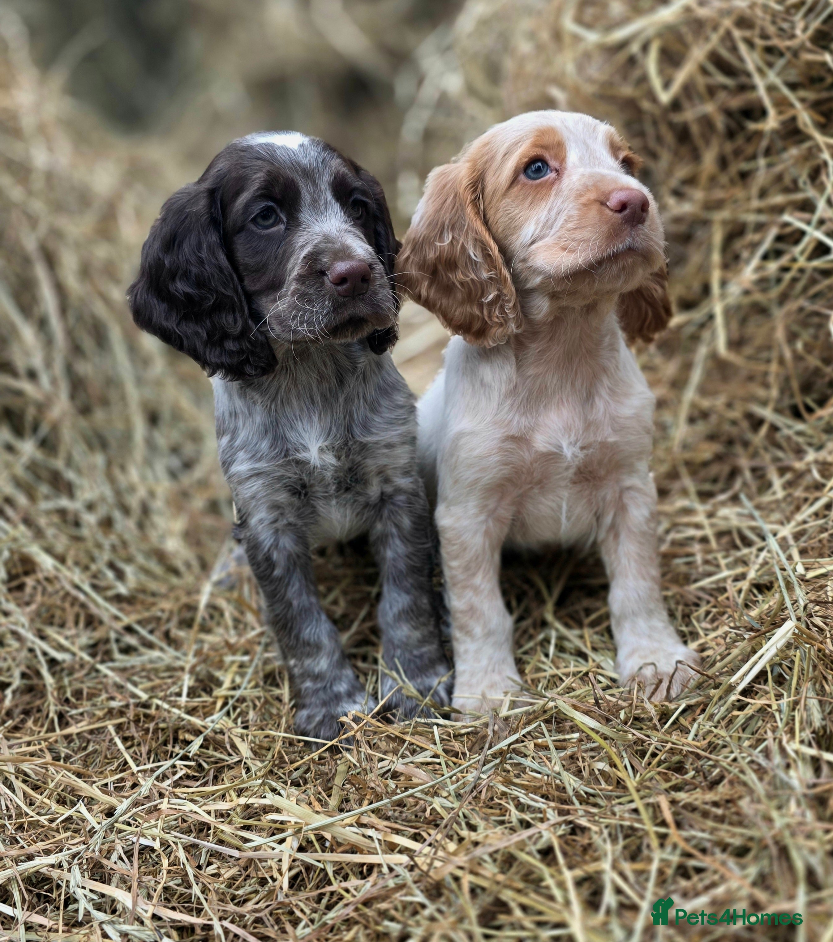 Cocker Spaniel dogs READY TO LEAVE NOW Working cocker spaniel puppies - Advert 1