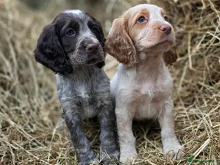 Cocker Spaniel dogs READY TO LEAVE NOW Working cocker spaniel puppies - Advert 4