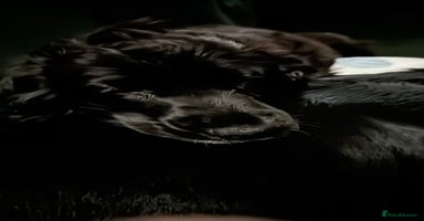 Cocker Spaniel dogs - Advert 15