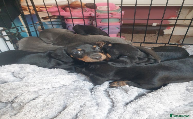 Dachshund dogs - Advert 1