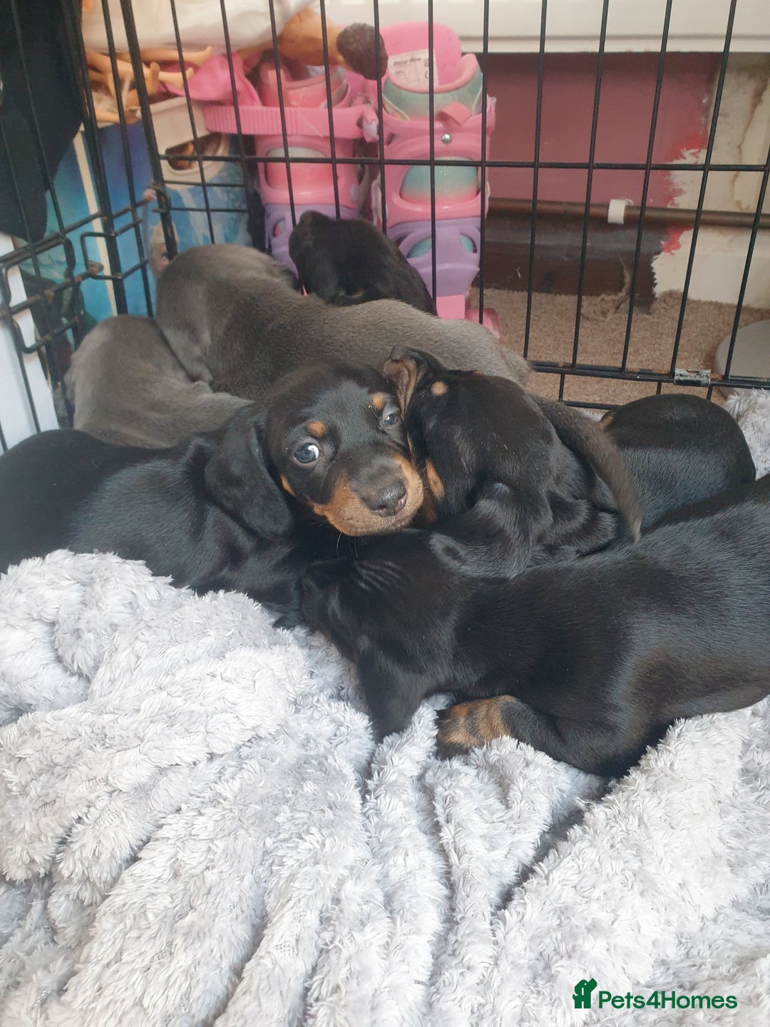 Dachshund dogs for sale: Sausage dog puppies - Image 1