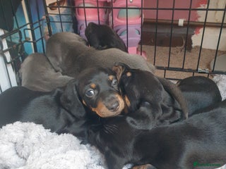 Dachshund dogs - Advert 7