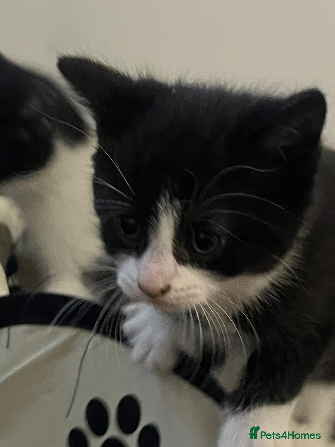 Mixed Breed cats for sale: 4 Gorgeous Friendly Male Kittens - Advert 9