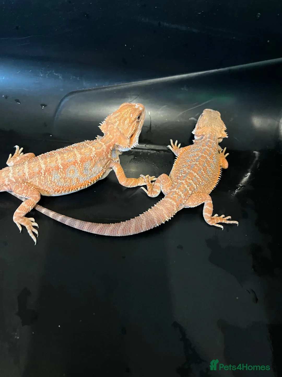 Bearded Dragon reptiles for sale: Red hypo baby bearded dragons  - Advert 2