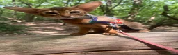 Abyssinian cats for sale: Adorable Abyssinian kittens - Advert 14