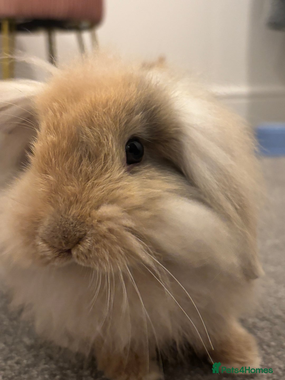 Mini Lop rabbits for sale: 13 week old male lop for sale - Advert 2