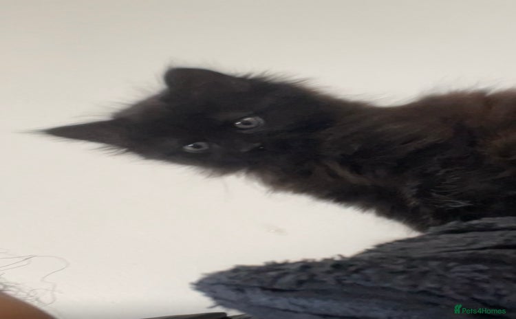 Ragdoll cats for sale - Advert 1