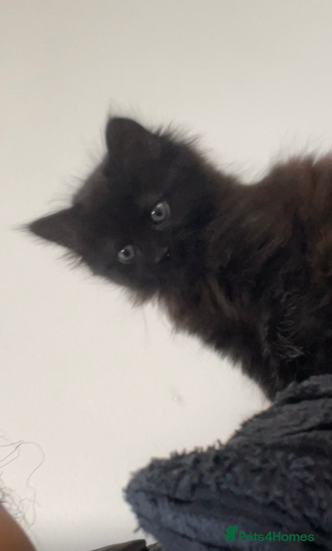 Ragdoll cats for sale: Ragdoll kitten looking for FOREVER HOME - Image 1