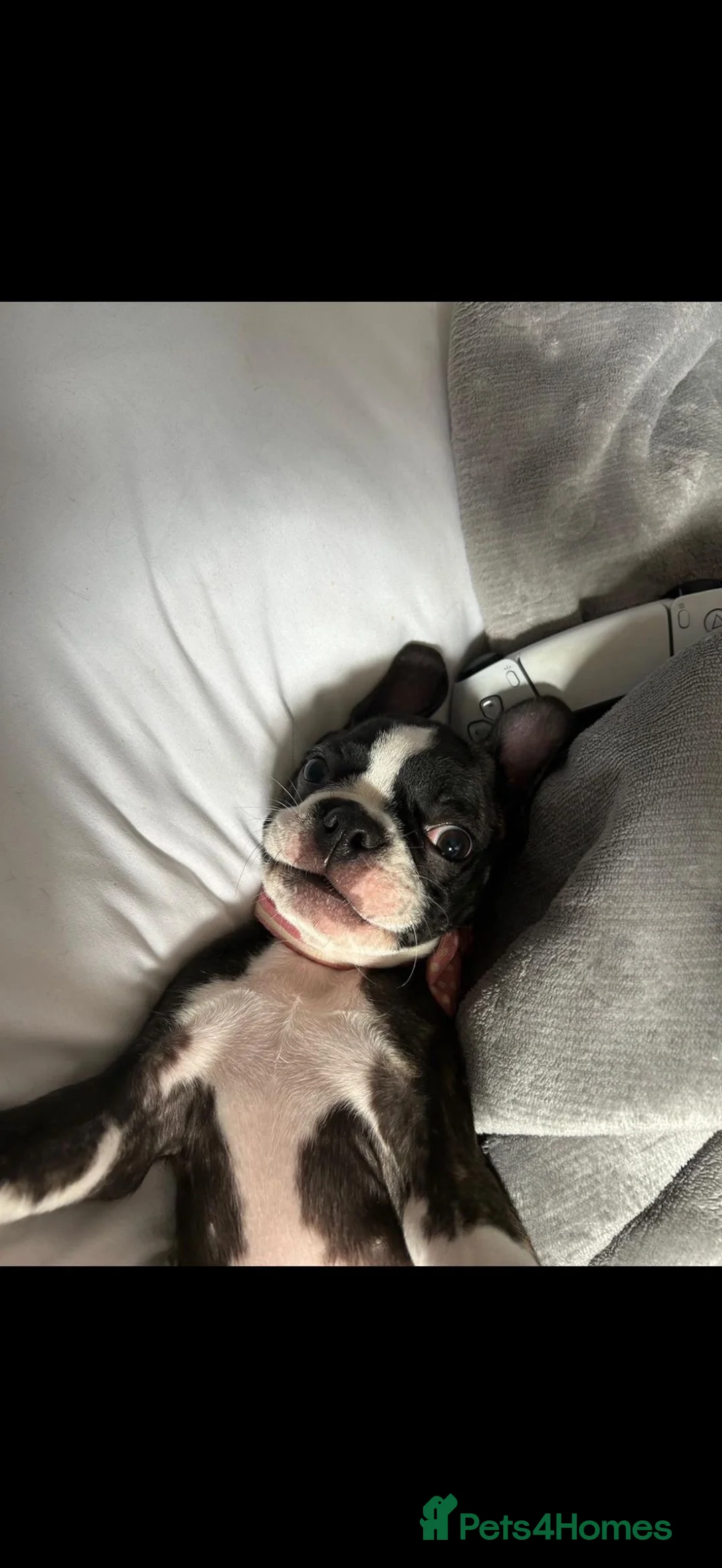 Boston Terrier dogs for sale: Gorgeous 12 weeks old Boston terrier girl  - Advert 2