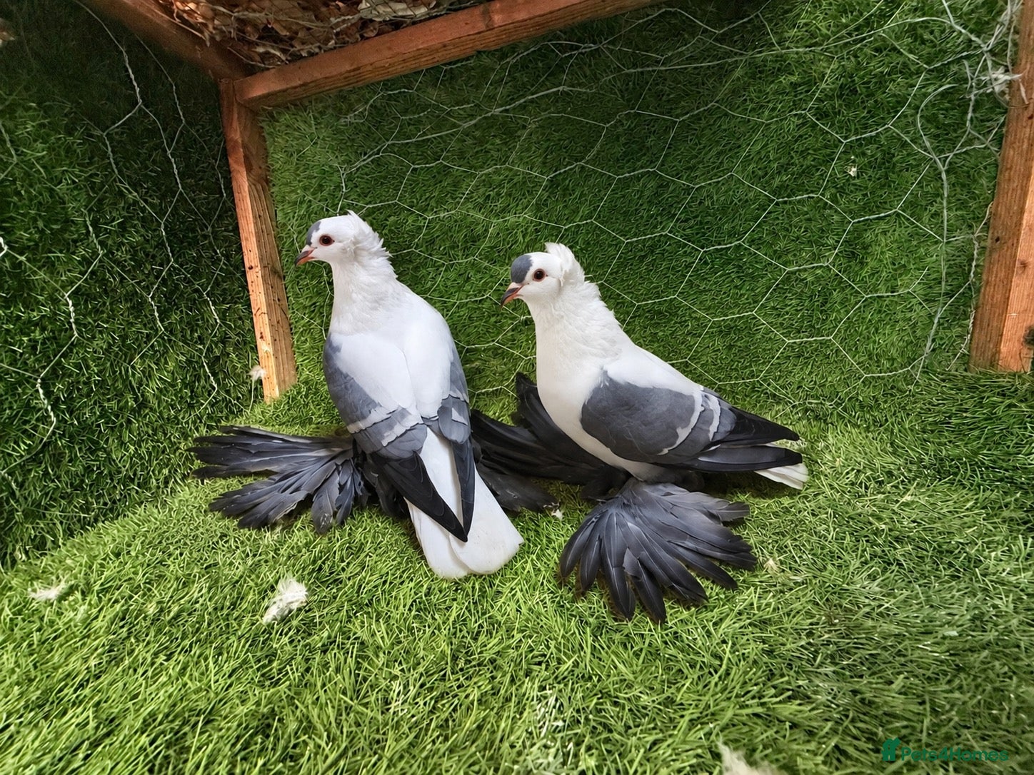 Pigeons birds Beautiful Quality Pigeons Healthy & Well Cared For - Advert 2