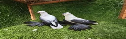 Pigeons birds for sale: Beautiful Quality Pigeons Healthy & Well Cared For - Advert 1