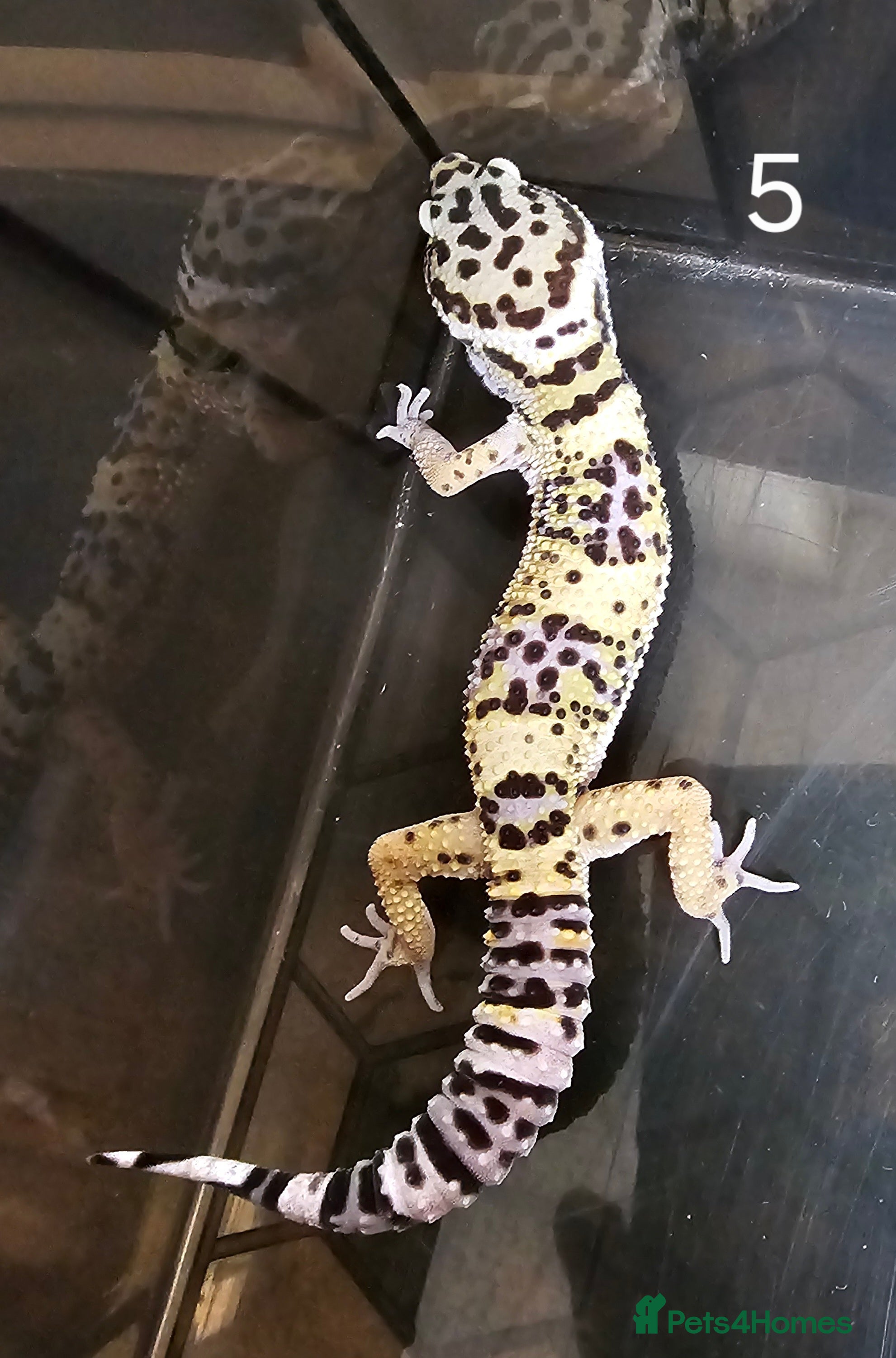 Leopard Gecko reptiles Baby leopard geckos - Advert 5