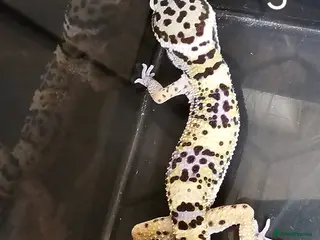 Leopard Gecko reptiles Baby leopard geckos - Advert 5