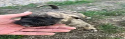 Mixed Breed dogs for sale: Puppy’s for sale in Market Rasen - Advert 17
