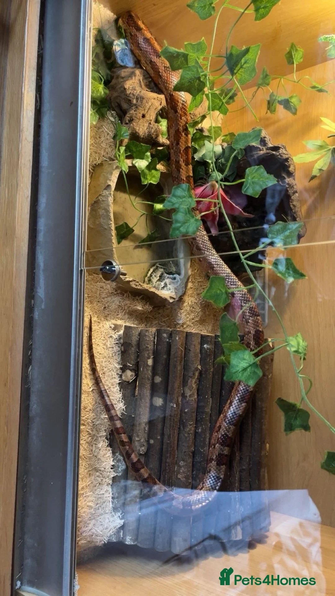 Corn Snake reptiles for sale: Selling my male corn snake 150pound   - Advert 3