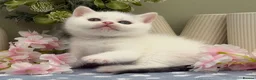 British Shorthair cats for sale: Stunning British Shorthair kittens  - Advert 15