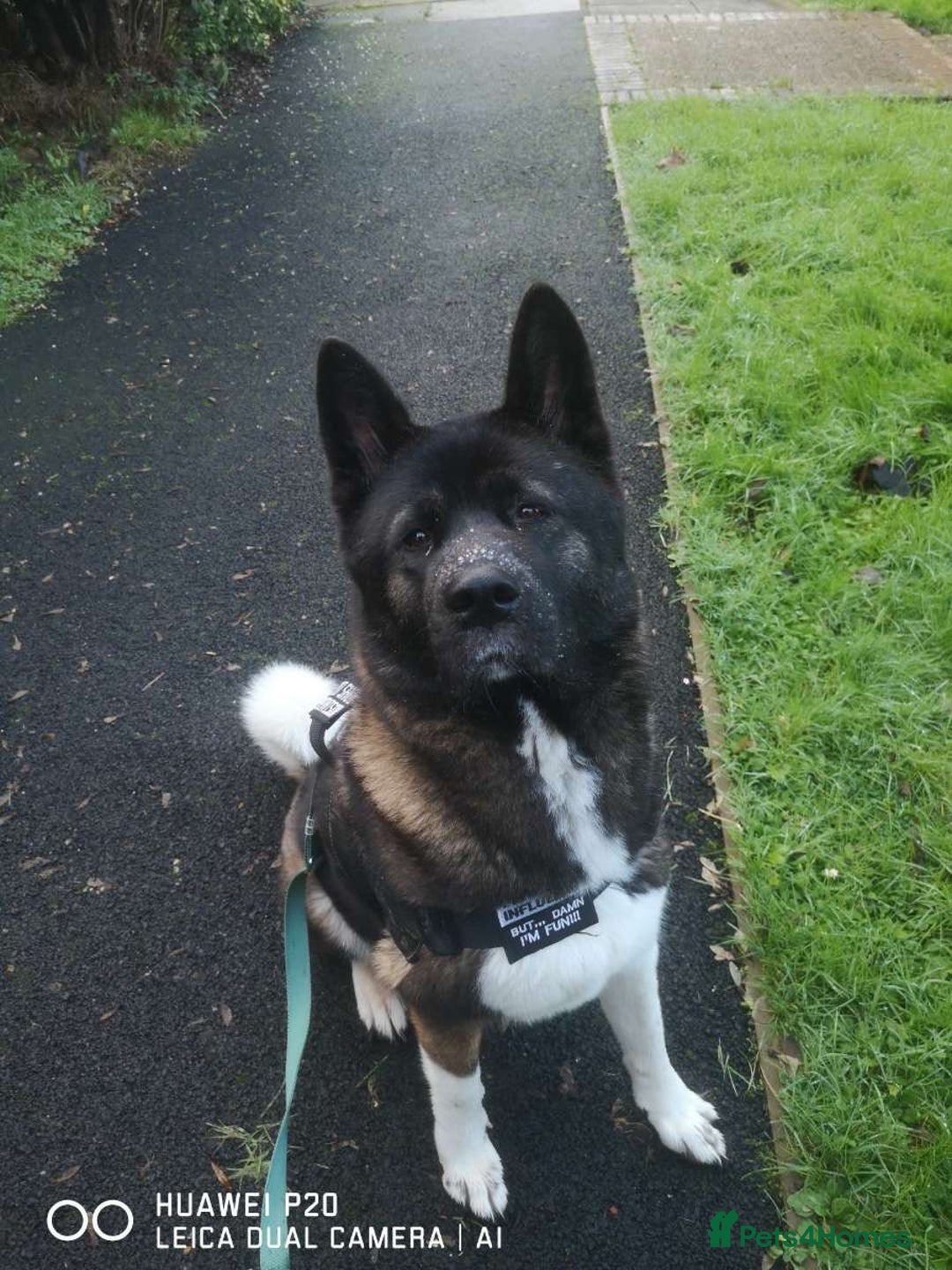 Mixed Breed dogs for sale: 6 beautiful babies for sale ready feb  - Advert 1