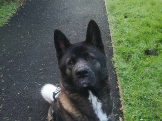 Mixed Breed dogs 6 beautiful babies for sale ready feb - Advert 6