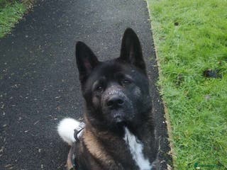 Mixed Breed dogs 6 beautiful babies for sale ready feb - Advert 11