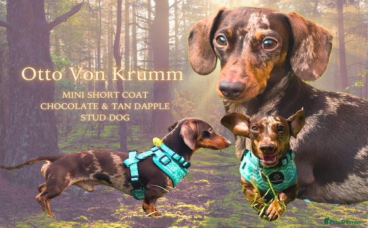 Miniature Dachshund dogs - Advert 4