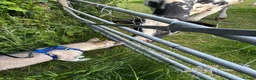 Siberian Husky dogs for sale: REHOMING!  in Bangor - Advert 5