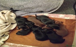 Miniature Dachshund dogs for sale: Miniature dachshund puppies - Image 5