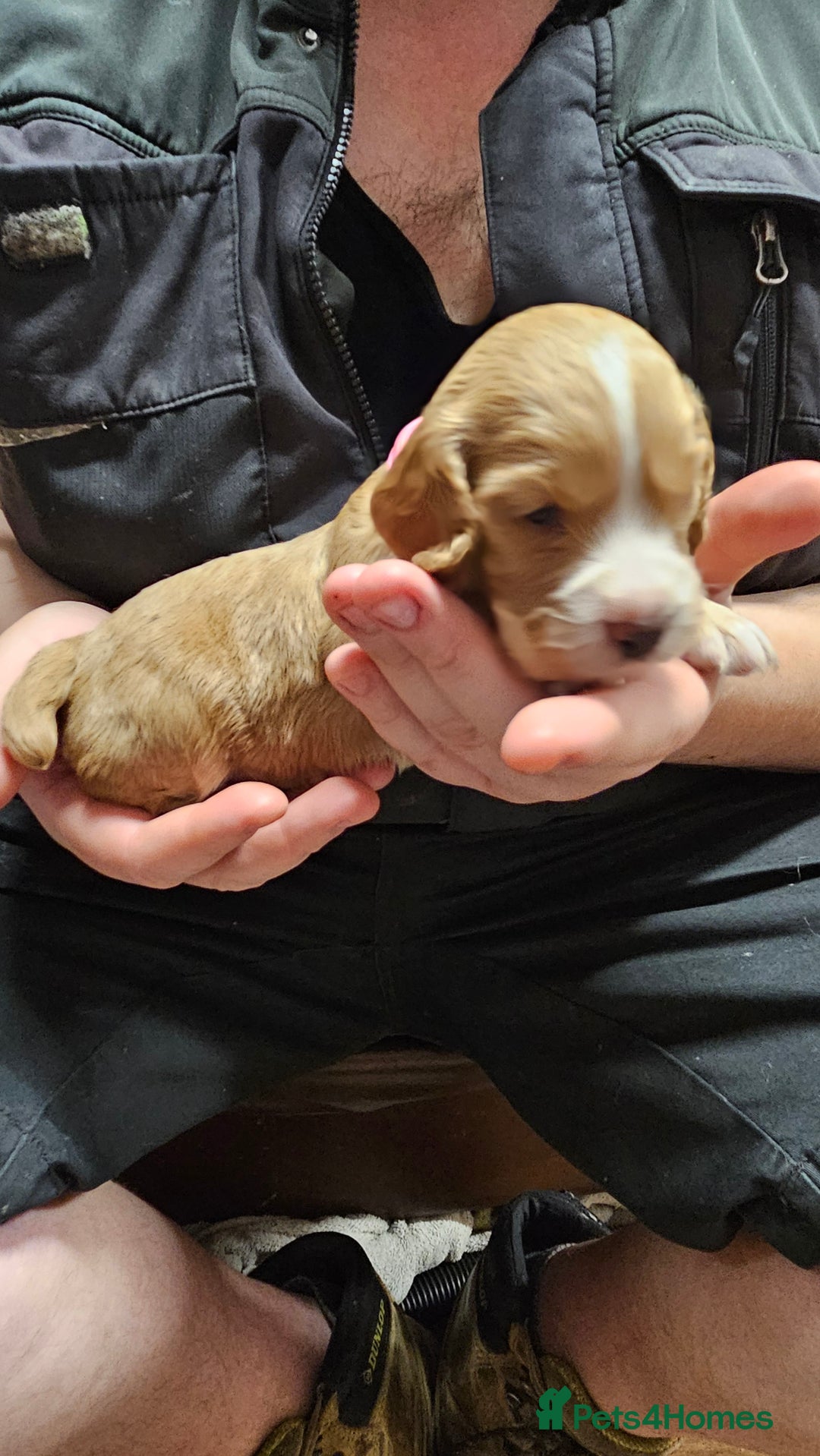 Cocker Spaniel dogs for sale: Beautiful cocker spaniel  - Advert 29