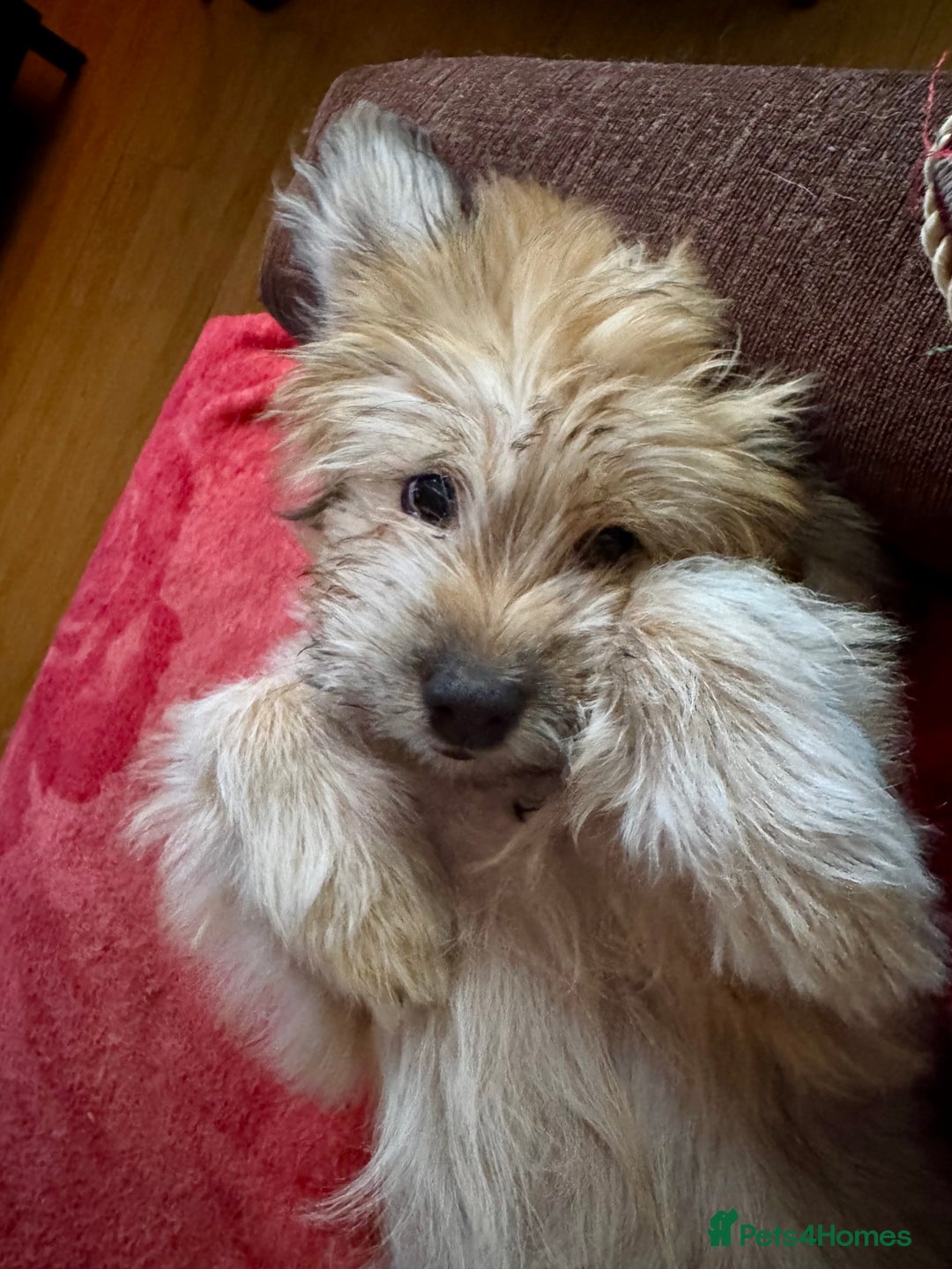 Mixed Breed dogs for sale: Rehoming for nice puppy  - Image 1