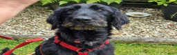 Mixed Breed dogs for adoption: 🐾❤️ HELGA FOR ADOPTION IN CORNWALL OR DEVON ❤️🐾 - Advert 15