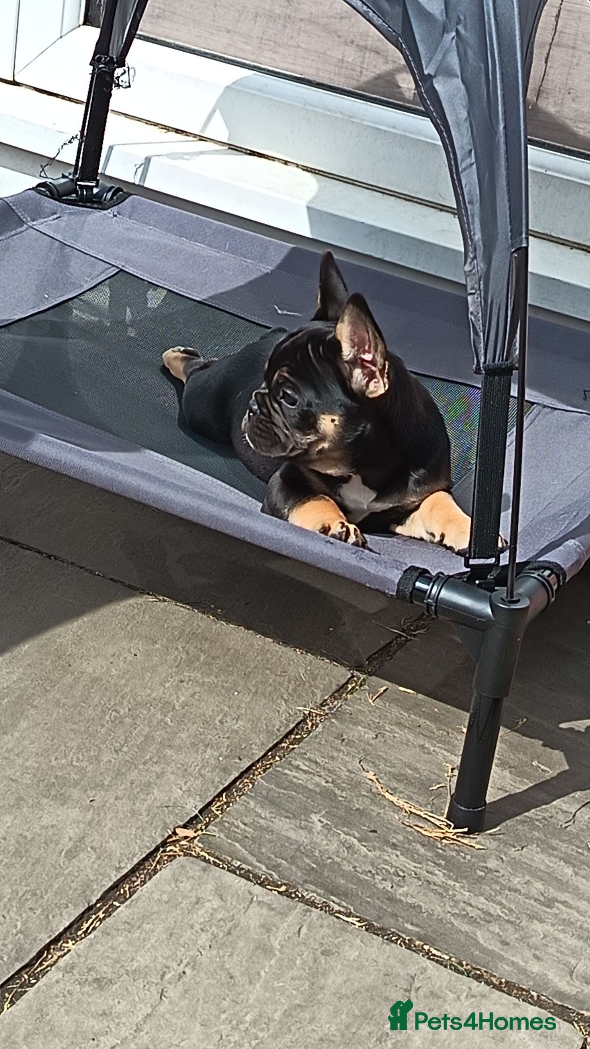 French Bulldog dogs Beautiful French pups  - Advert 13