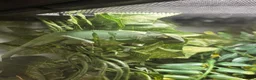 Chameleon reptiles for sale: Female Chameleon/ Veiled Chameleon - Advert 1