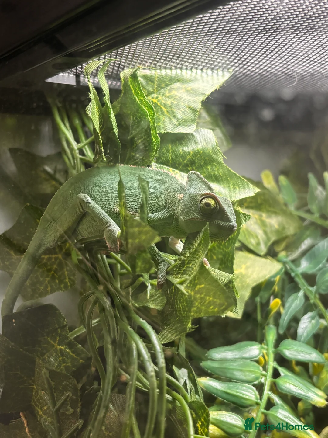 Chameleon reptiles for sale: Female Chameleon/ Veiled Chameleon - Advert 1
