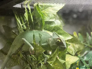 Chameleon reptiles Female Chameleon/ Veiled Chameleon - Advert 7