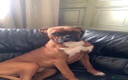 Boxer dogs for stud: Male Boxer Stud - Image 4