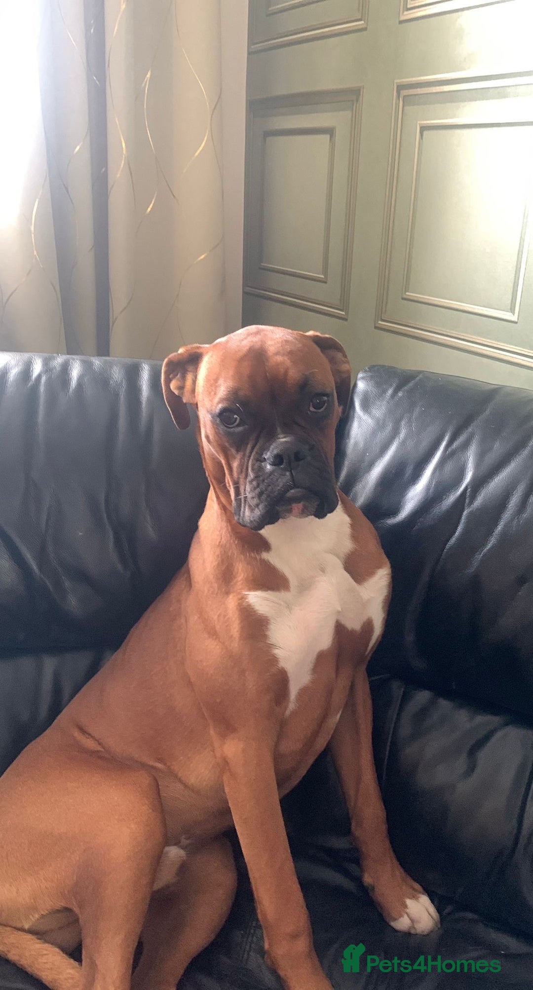 Boxer dogs for stud: Male Boxer Stud - Image 4
