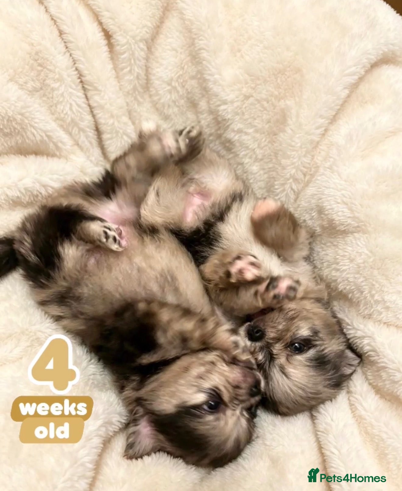 Pomeranian dogs ✨Four Mini Little Gems 💎🐾🐶✨💜🧡🩶🤎 - Advert 2