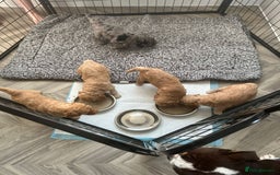 Cockapoo dogs for sale: Cockapoo Pups - Image 13