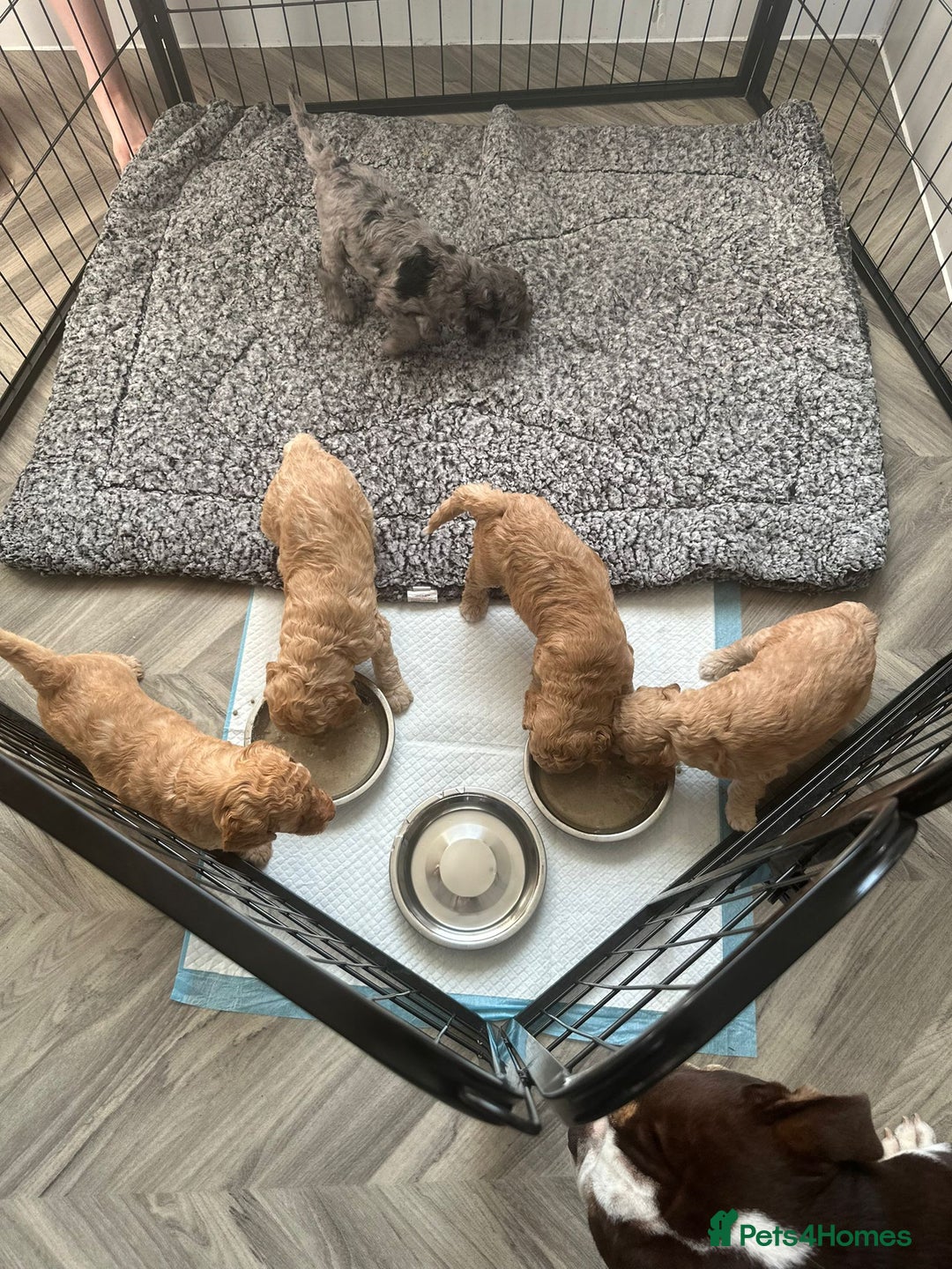 Cockapoo dogs for sale: Cockapoo Pups - Image 13